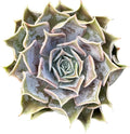 Live Succulent Plants (Echeveria 'Desert Camels'), Easy Care Houseplant for Home and Office Decor, Great Gift for Housewarming, Birthday, Thanksgiving