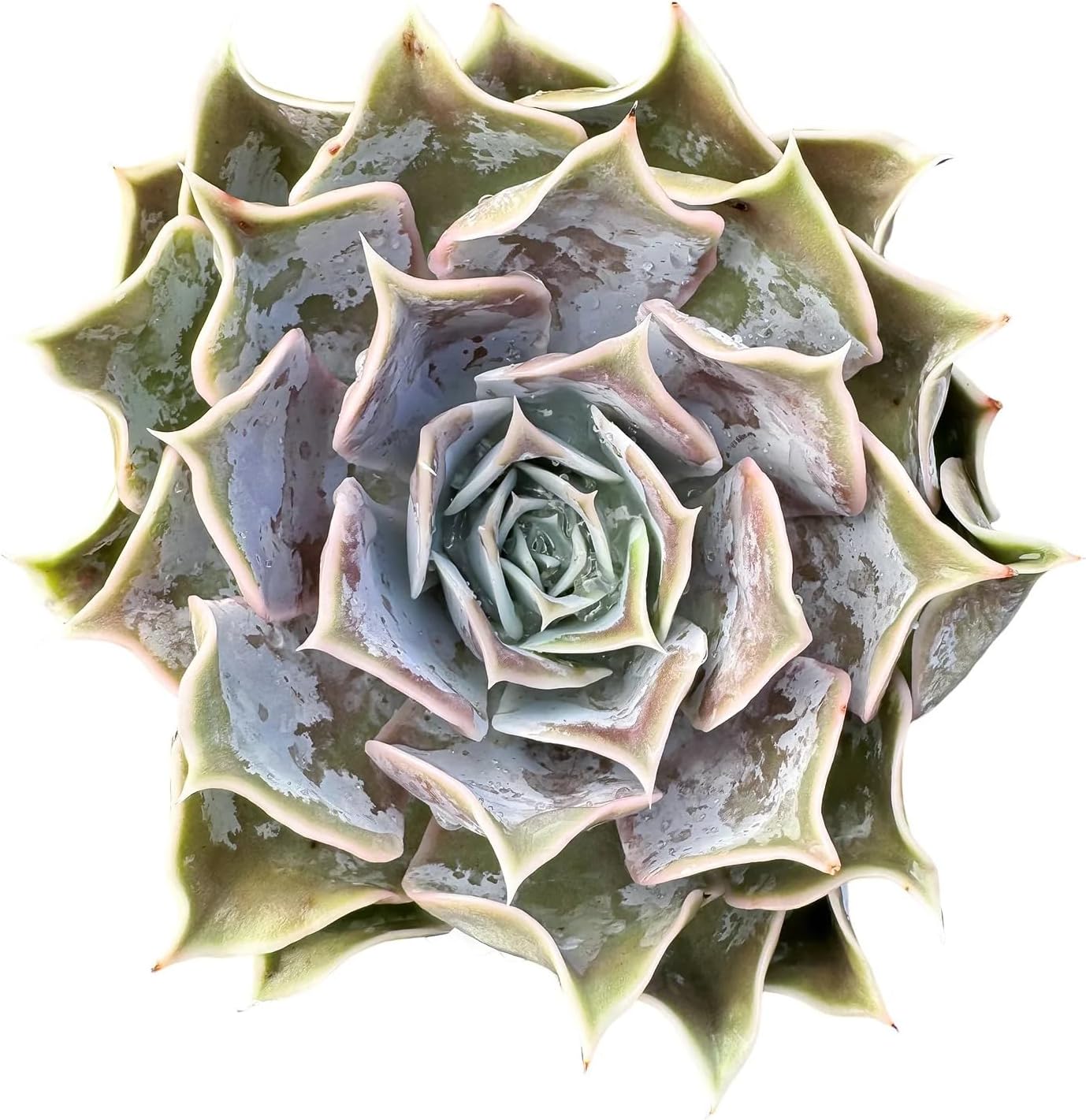 Live Succulent Plants (Echeveria 'Desert Camels'), Easy Care Houseplant for Home and Office Decor, Great Gift for Housewarming, Birthday, Thanksgiving