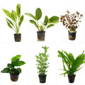 Potted Live Aquarium Plants Bundle - Easy and Snail Free Aquatic Plants (6 Pots)