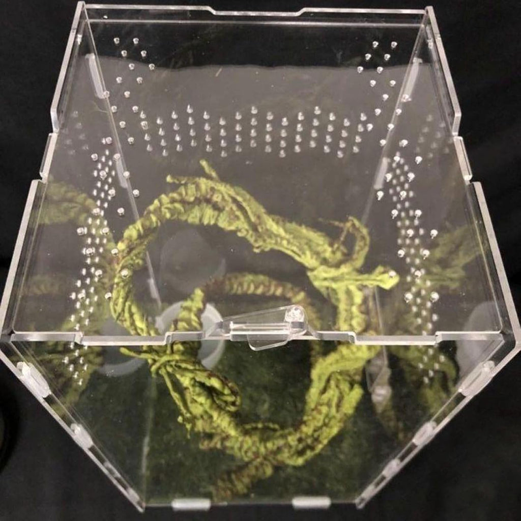 Reptiles Feeding Box Breeding Case Acrylic Terrariums Clear Habitat for Lizards Pet Centipedes Reptiles Terrariums