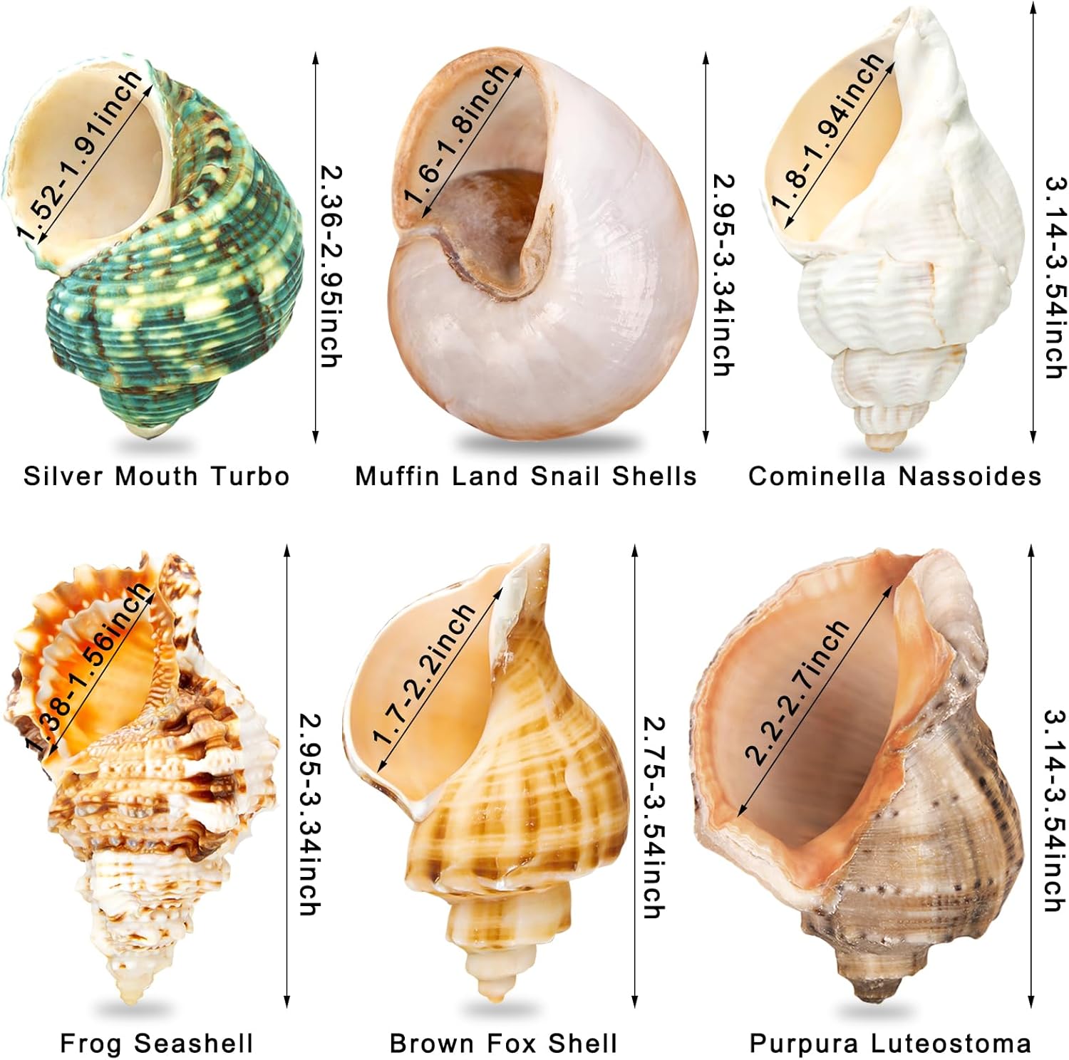 6PCS Medium Large Hermit Crab Shells | Natural Sea Conch Size 2.3" - 3.5", Opening Size 1" - 2.1" | Turbo Seashells for Hermit Crab Supplies and Beach Decoration Large Sea Shell