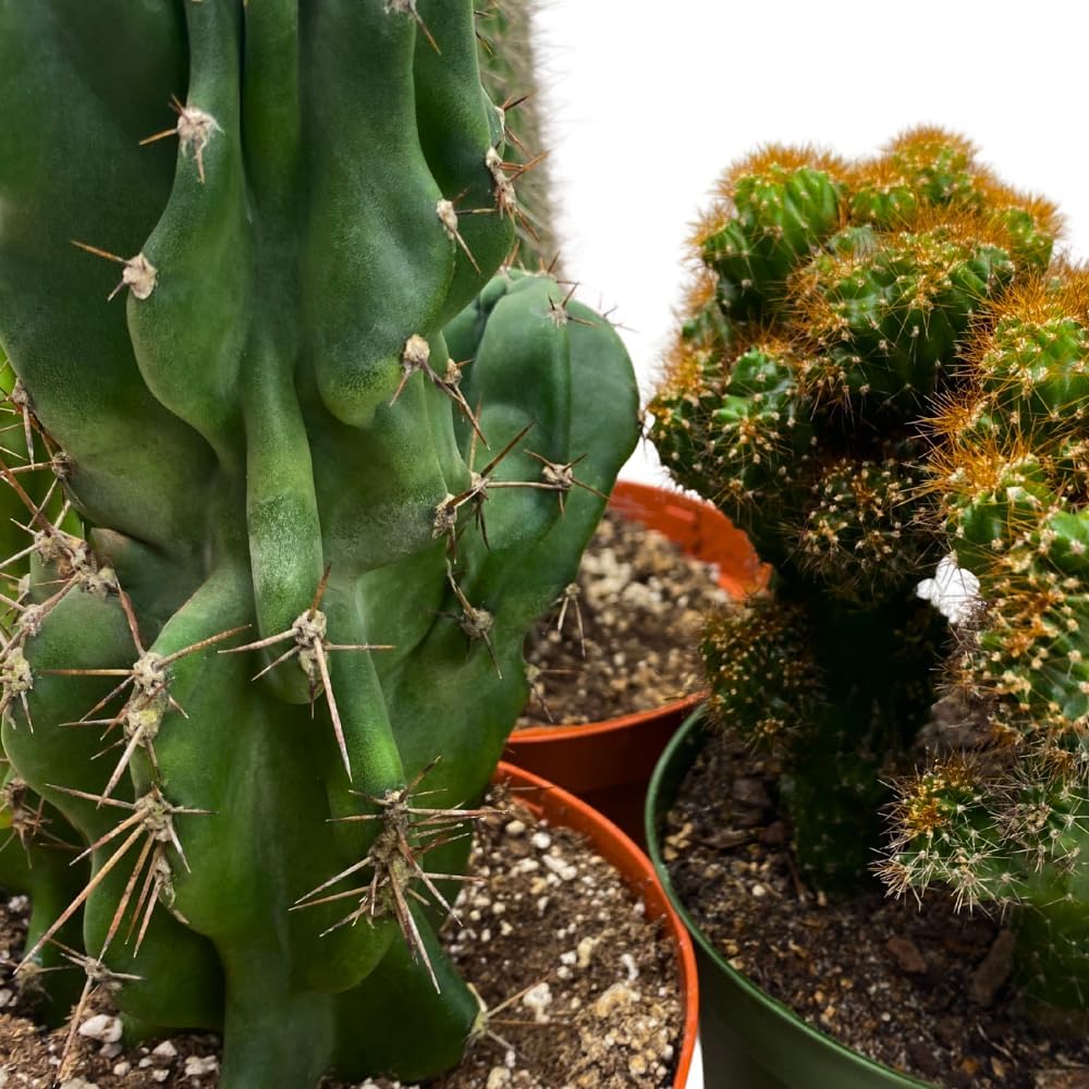 BubbleBlooms Cactus Assortment 6 inch Pots Set of 3