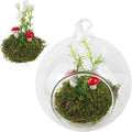 Glass Hanging Planter Terrarium for Indoor Plants Hanging Glass Globes with Artificial Moss Flowers Air Fern Holder Terrarium Plants Hanger Vase Gifts for Plant Lovers Home Decoration