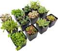 2 Inch Assorted Succulent Plants - Live Mixed Rosette & Unique Succulent Variety Pack, Healthy Rooted Succulents for Indoor/Outdoor Decor, Terrarium, DIY Garden & Gift (12-Pack)
