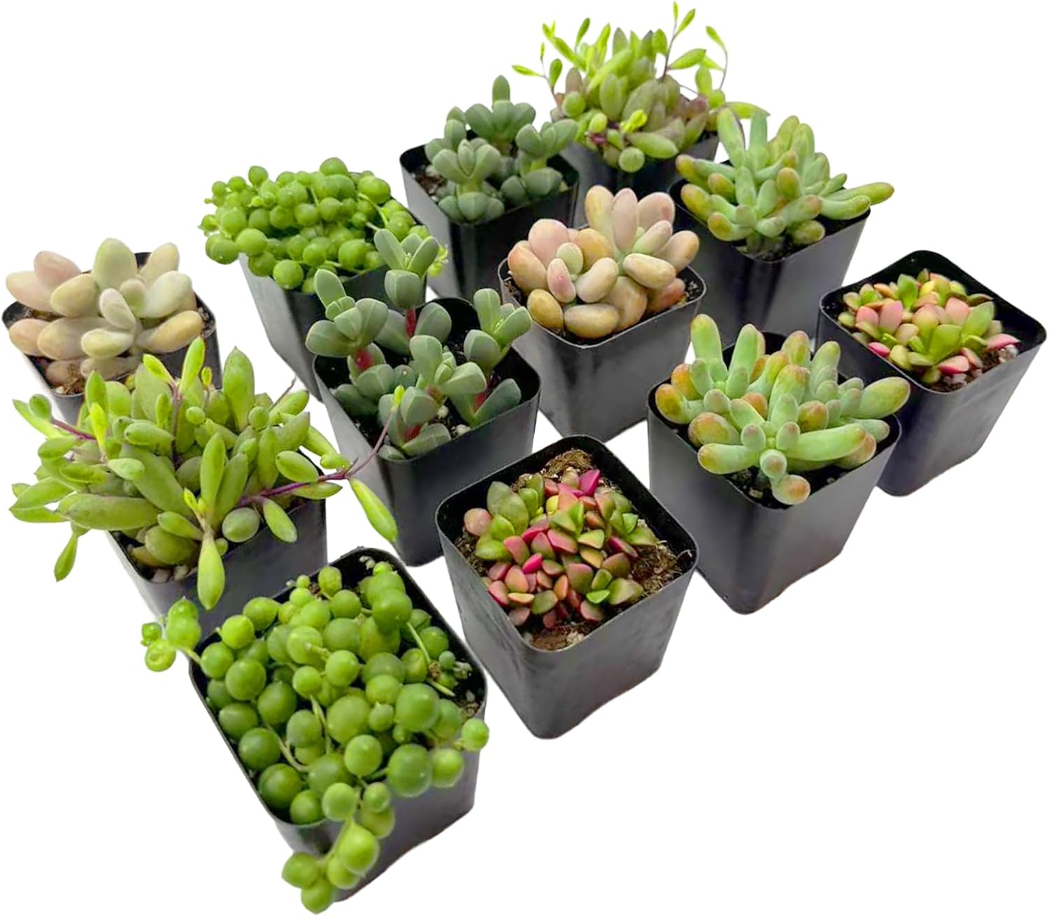 2 Inch Assorted Succulent Plants - Live Mixed Rosette & Unique Succulent Variety Pack, Healthy Rooted Succulents for Indoor/Outdoor Decor, Terrarium, DIY Garden & Gift (12-Pack)