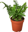 Jester's Crown Fern Live Plant for Indoor | Different Houseplants in 4'' & 6'' Pot | Real House Plant for Living Room, Office, Desk & Bathroom | Boston Fern | Sunjest Sword Fern