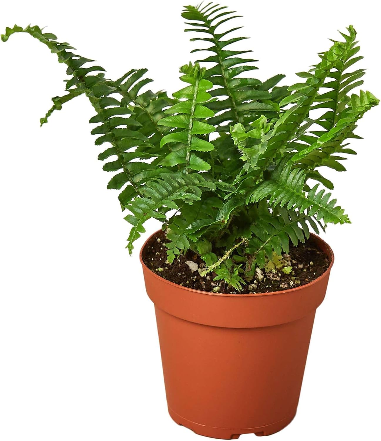 Jester's Crown Fern Live Plant for Indoor | Different Houseplants in 4'' & 6'' Pot | Real House Plant for Living Room, Office, Desk & Bathroom | Boston Fern | Sunjest Sword Fern