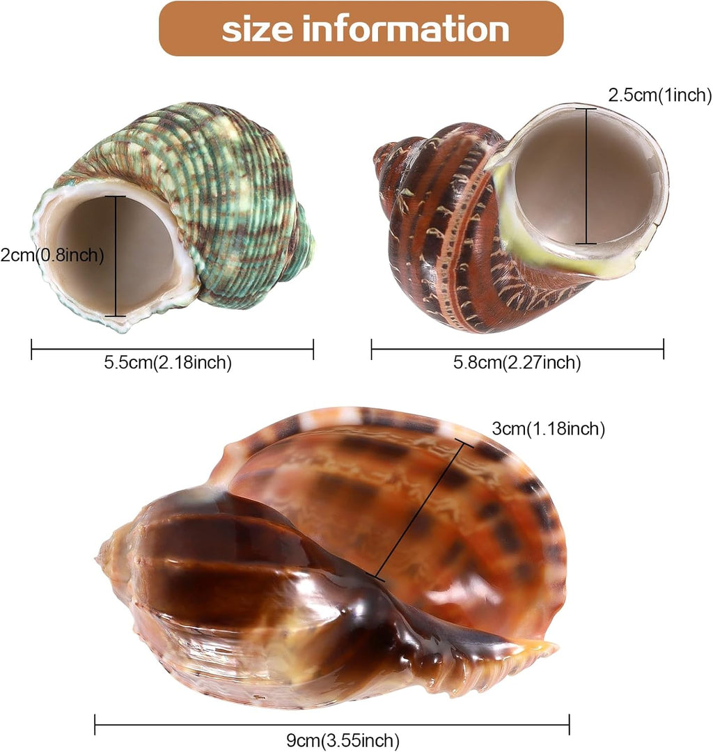3PCS Natural Hermit Crab Shells Size 2.5" - 4", Opening 1" - 2.5" Hermit Crab Supplies Pearl Turbo Seashell for Décor