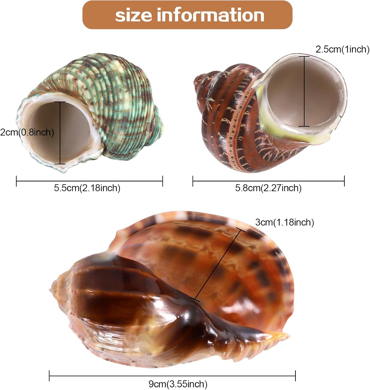 3PCS Natural Hermit Crab Shells Size 2.5" - 4", Opening 1" - 2.5" Hermit Crab Supplies Pearl Turbo Seashell for Décor
