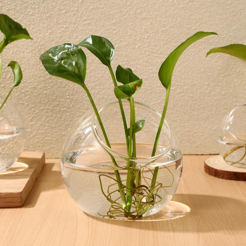 DECHOUS 3Pcs Glass Plants Terrarium Beveled Opening Round Terrarium Air Plant Bowls Planter for Succulents Miniature Gardens Ideal for Home Office Tabletop Centerpiece, 3 Sizes