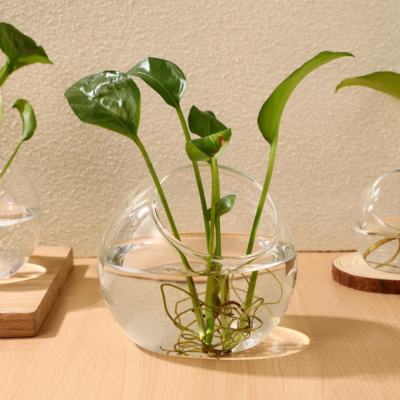 DECHOUS 3Pcs Glass Plants Terrarium Beveled Opening Round Terrarium Air Plant Bowls Planter for Succulents Miniature Gardens Ideal for Home Office Tabletop Centerpiece, 3 Sizes