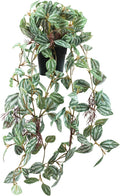 Artificial Hanging Ivy Plants Realistic 3D Watermelon Texture Fake Peperomia Leaves Faux Potting Vine Green Plants for Indoor Outdoor Home Garden Decor