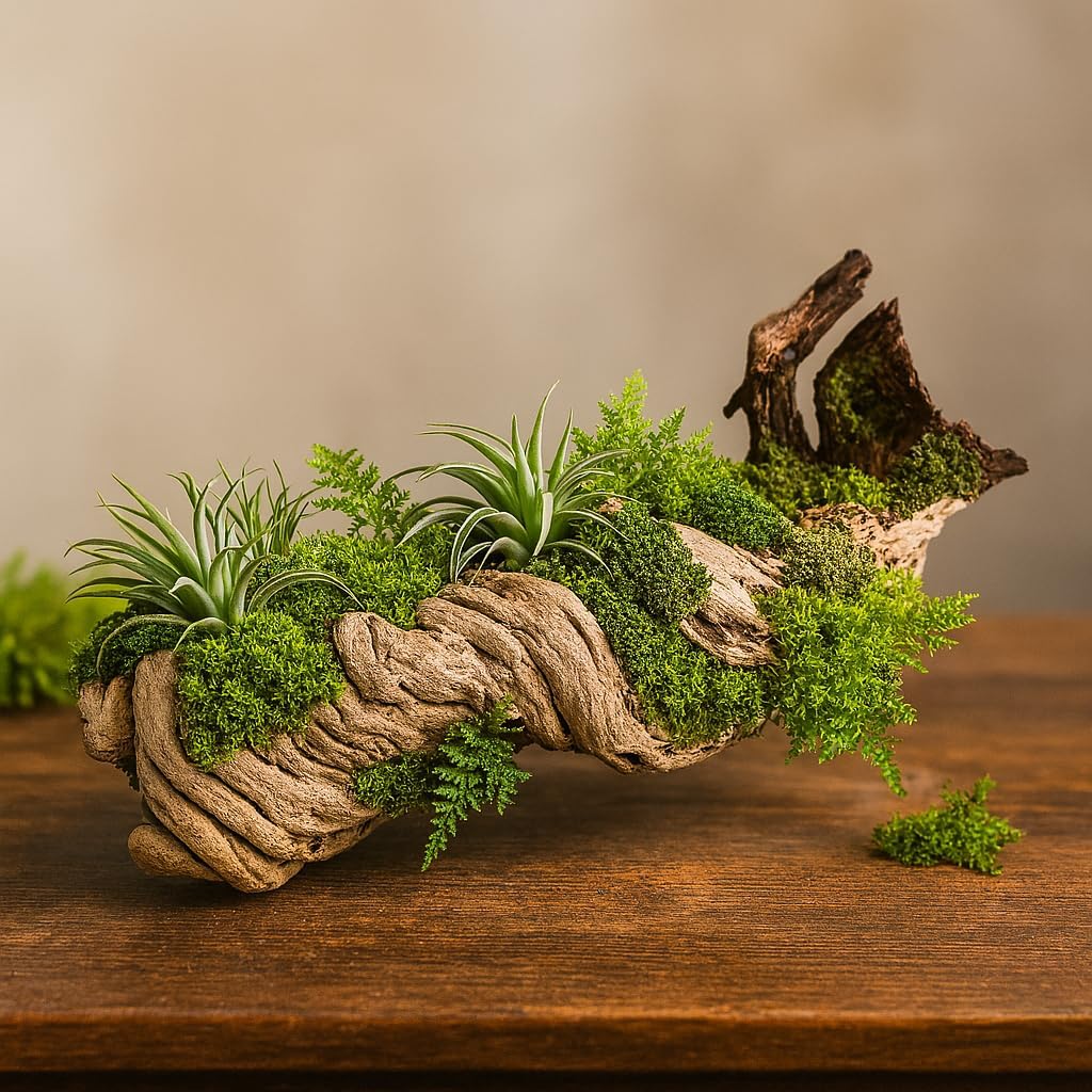 Koyal Wholesale 24" Hollow Grapewood Branch Decor 1Pcs Grapewood Centerpiece Vase Air Plants Sand Blasted Grapevine Wood Untreated Terrarium Wood Driftwood Decor