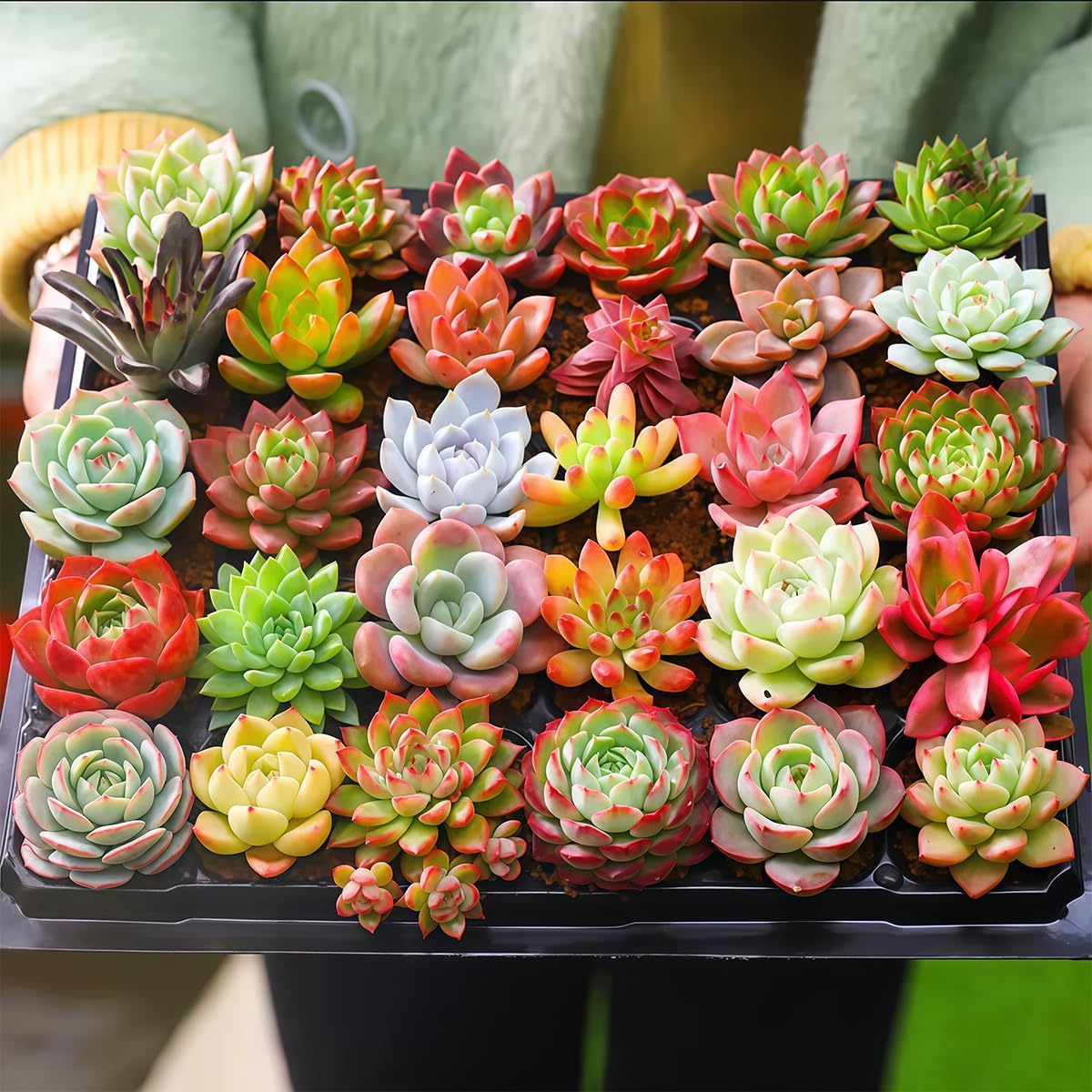 Fine Assorted Succulent Plants Live (20+ Varieties Bare Root Shipping) - Healthy Rooted Rosette Succulents for Indoor/Outdoor Gardening, DIY Terrarium, Fairy Garden & Home Decor (20-Pack)