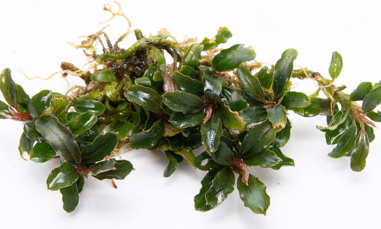 SubstrateSource Bucephalandra Catherinae Mini Live Aquarium Plant - Natural Freshwater Fish Tank Decorations, Aquatic Decor (Plant (10-15 Leaves))
