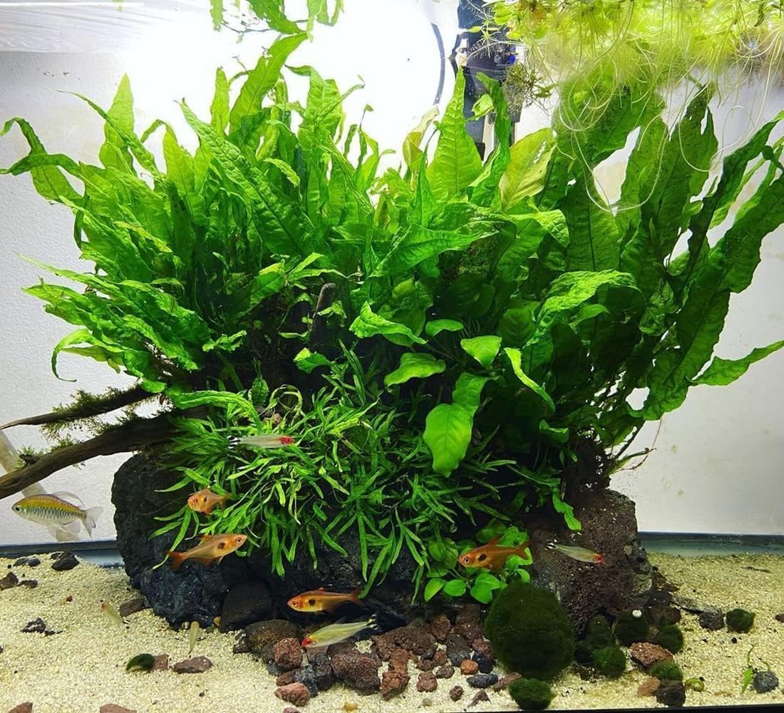 SubstrateSource Java Fern Live Aquarium Plants - Freshwater Plant for Fish Tanks - Beginner Friendly, Low Light (Java Fern, Bare Root (1 Piece))