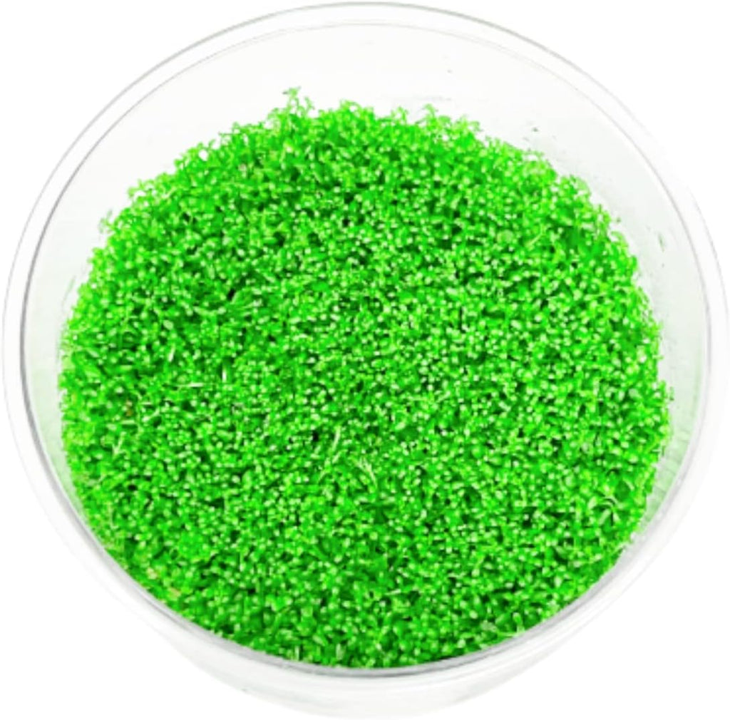 Mainam Dwarf Baby Tears Hemianthus Callitrichoides Tissue Culture US Nursery Live Aquarium Plants Decorations Freshwater Fish Tank Aquatic Plant3 Days Pond Tropical