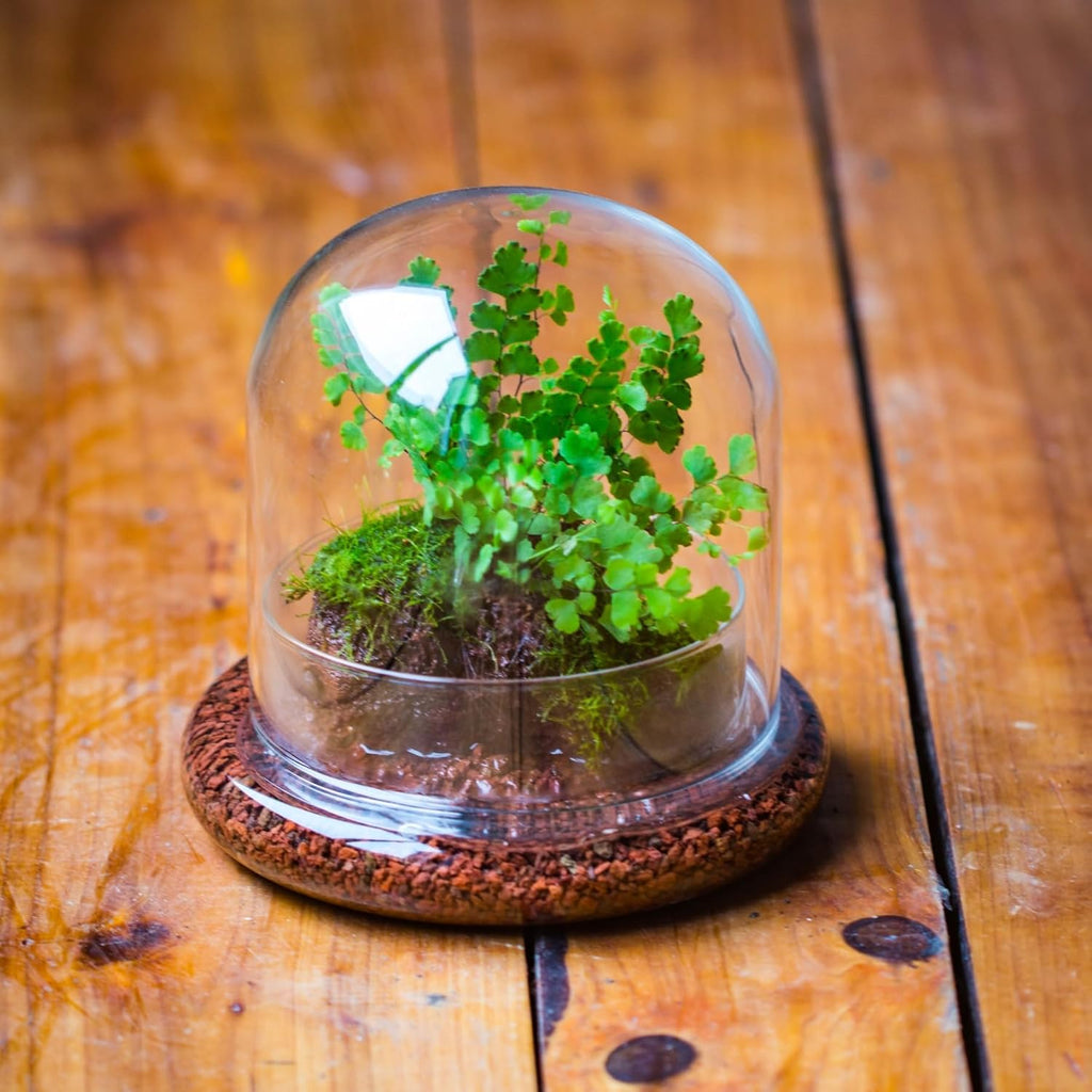 Small Glass Dome with Base - 5.9 x 5.9 x 5.7 Inch - Clear Glass Cloche Bell Jar - Home Tabletop Display Terrarium, Indoor Decorative (No Plants Included)