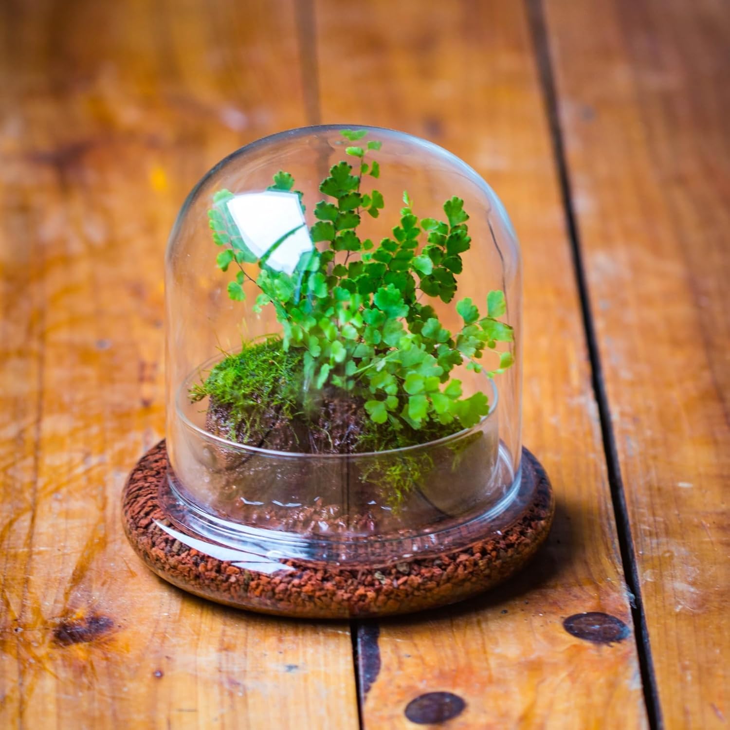 Small Glass Dome with Base - 5.9 x 5.9 x 5.7 Inch - Clear Glass Cloche Bell Jar - Home Tabletop Display Terrarium, Indoor Decorative (No Plants Included)