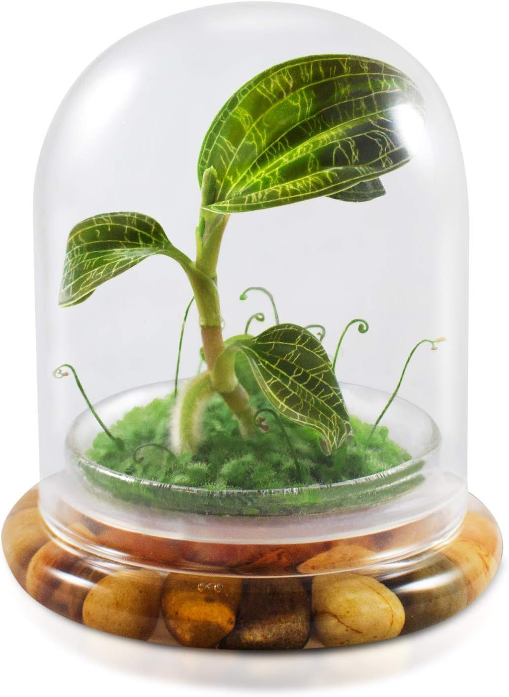 Bloomify Jewel Orchid [Macodes sanderiana/petola] Live Orchid in Self-Sustaining Ecosystem, 100% Maintenance Free Healthy Terrarium Plants Guarantee. (M. petola with Moss)