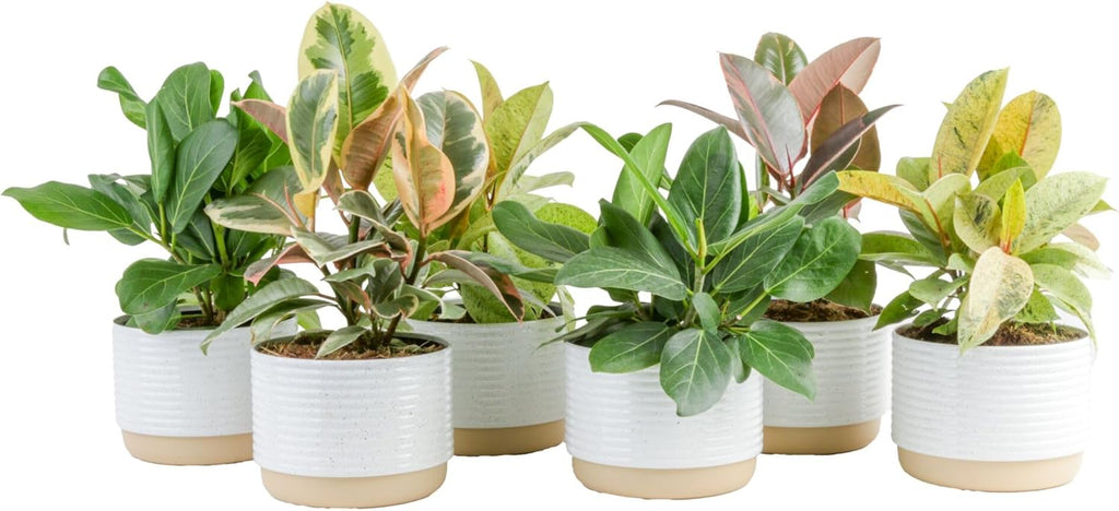 Costa Farms Indoor Live Plants in Decorative Pot, Indoor Houseplant, Perfect for Home, Room, or Office Decor, Great House Warming or Birthday Gift, 12-18 Inches Tall, Pack of 6