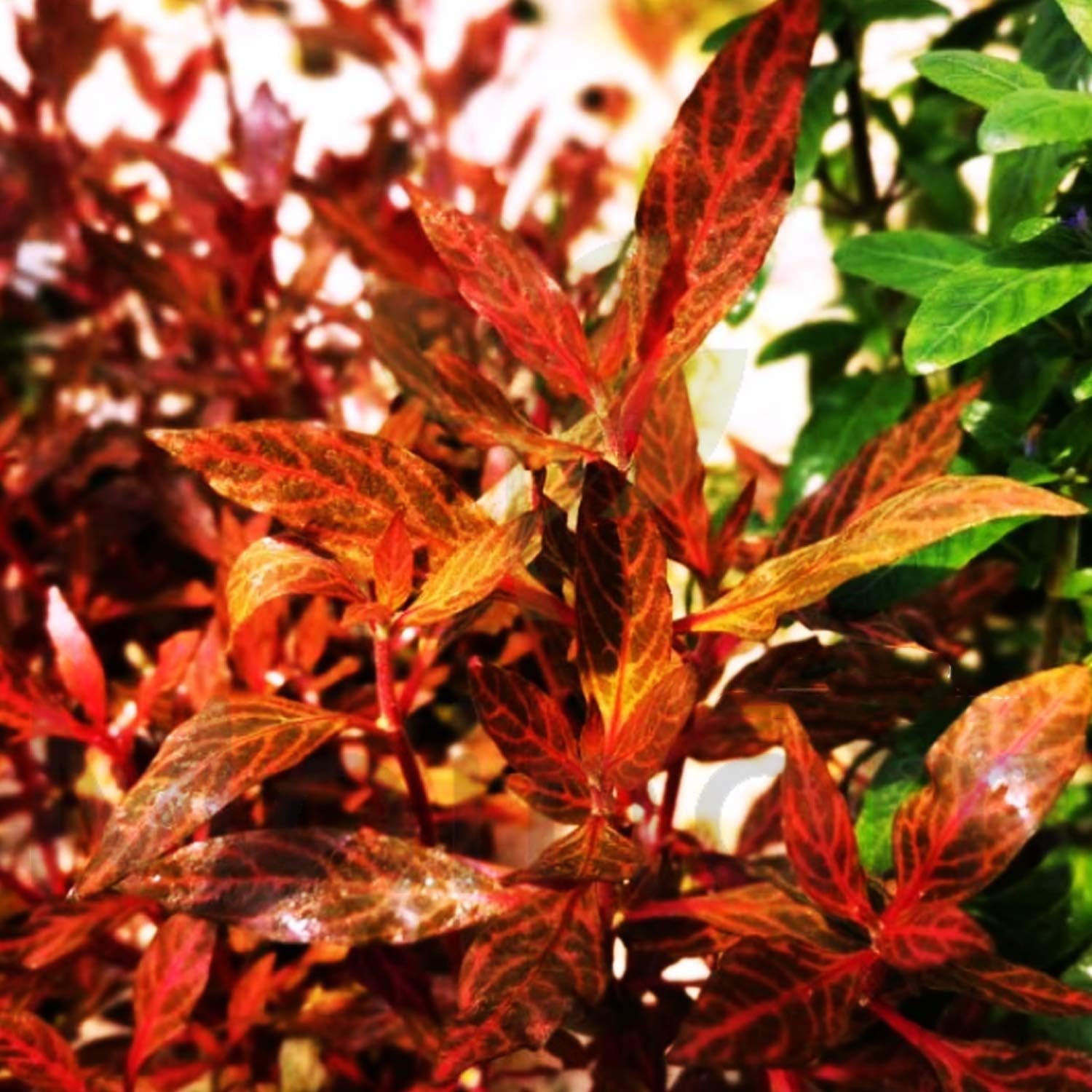 Alternanthera Reineckii VAR. Rosanervig Mini Freshwater Red Stems Live Aquarium Plant