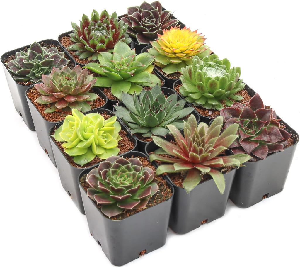 Mountain Crest Gardens Sempervivum Succulent Variety Pack - 12 Hardy Live Rosette Plants, No Repeats, Rooted in 2 Inch Pots - Succulents for Rock Gardens, Containers, DIY Displays