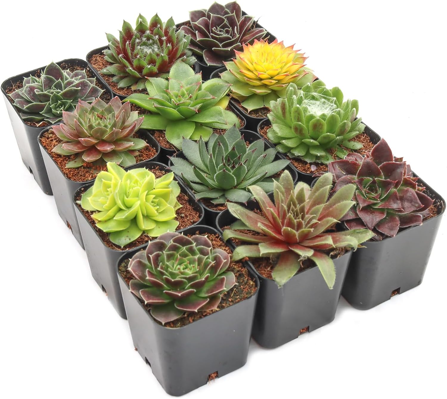 Mountain Crest Gardens Sempervivum Succulent Variety Pack - 12 Hardy Live Rosette Plants, No Repeats, Rooted in 2 Inch Pots - Succulents for Rock Gardens, Containers, DIY Displays