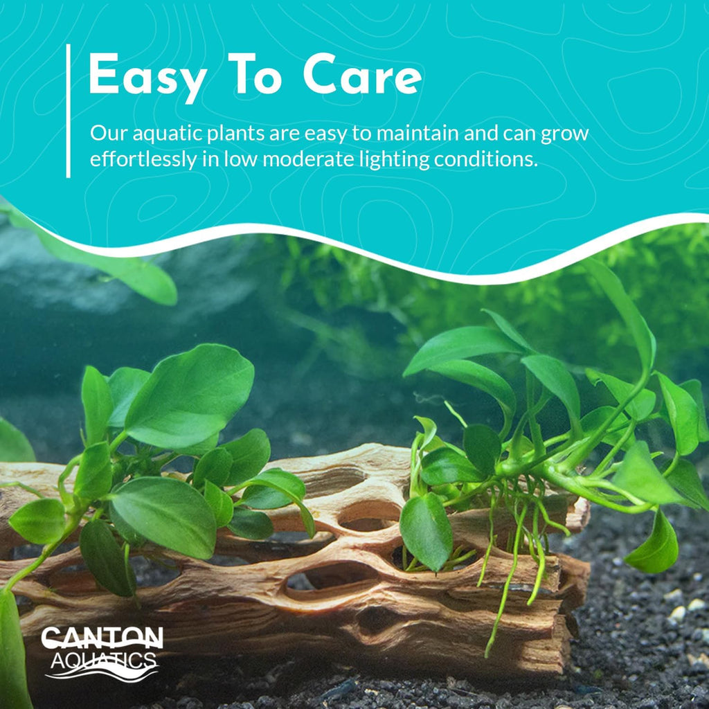 Anubias Congensis - Live Freshwater Aquarium Plant for Aqua scaping, Hardy & Easy to Grow, Perfect for Beginner Aquariums - Adds Natural Beauty & Provides Fish Shelter - Medium