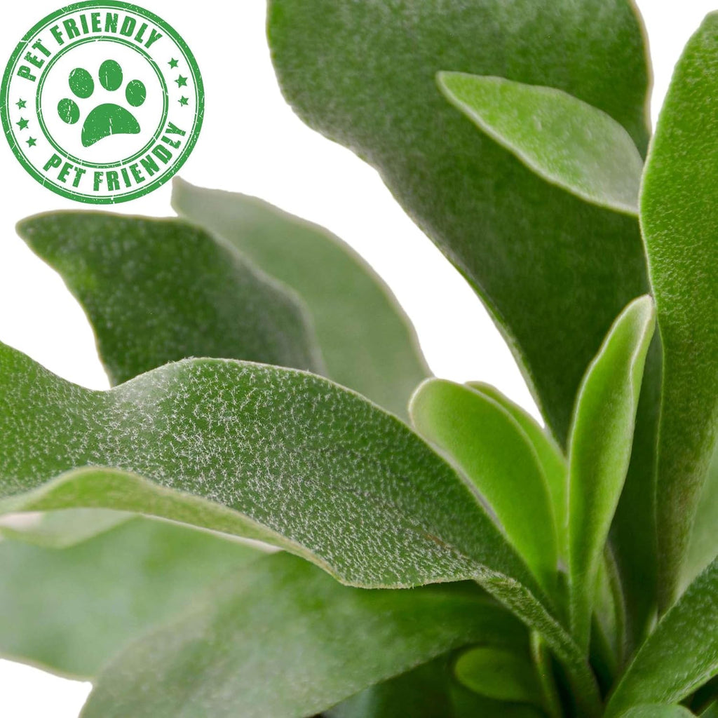 Elkhorn Fern Live Plant for Indoor | Different Houseplants in 4'' & 6'' Pot | Real House Plant for Living Room, Office, Desk & Bathroom | Elkhorn Fern | Platycerium bifurcatum