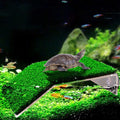 Turtle Basking Platform - Lawn Turtle Resting Platform - Tortoise Habitat Accessory