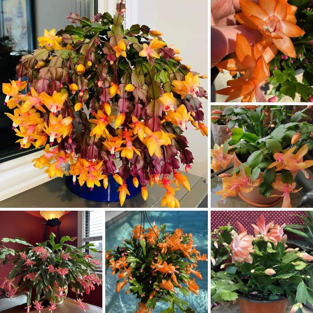 Christmas Cactus Live Plant 4 inch Pot, Christmas Flower Plant, Flower Succulents Plants, Holiday Christmas Cactus for Planting (Yellow Christmas Cactus)