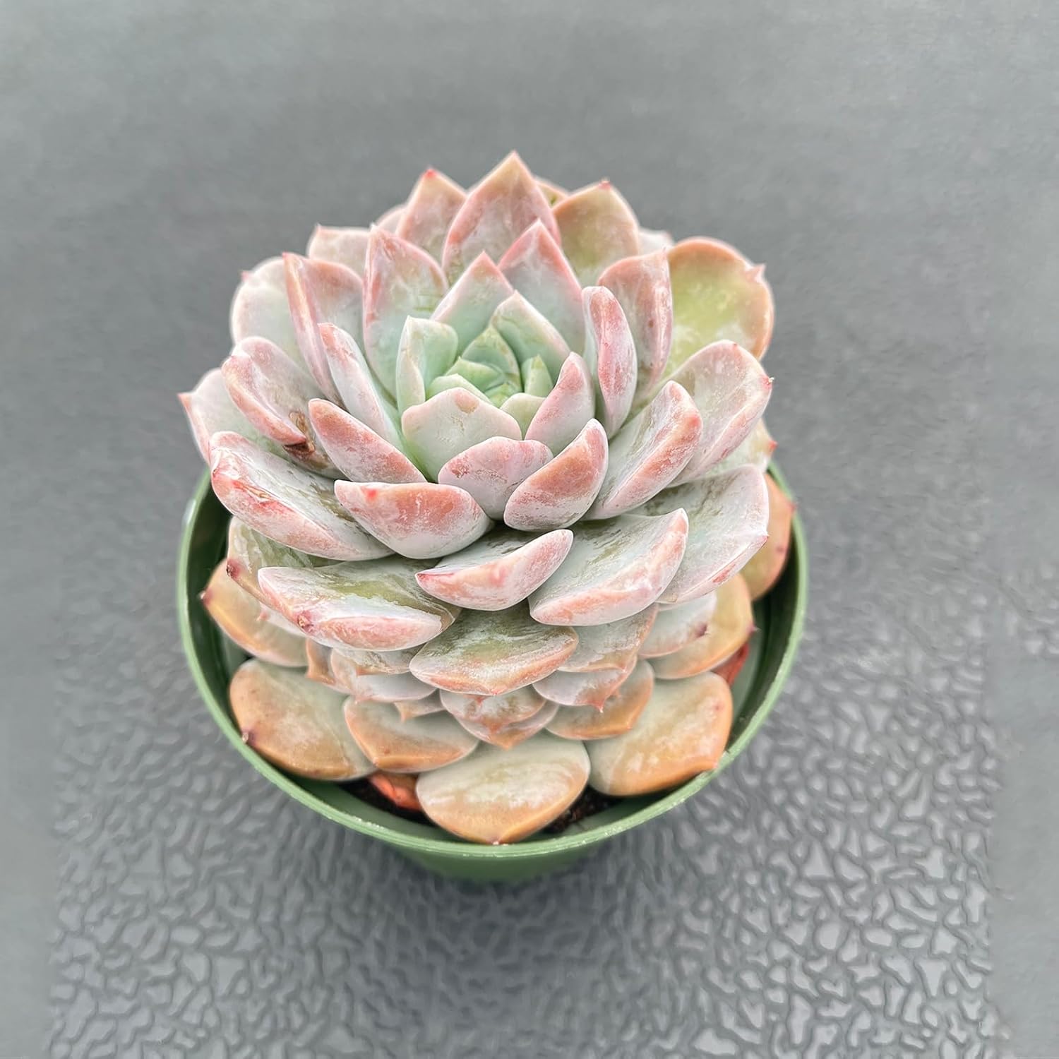 Live Succulent Plants (Echeveria 'Grace'), Easy Care Houseplant for Home and Office Decor, Great Gift for Housewarming, Birthday, Thanksgiving