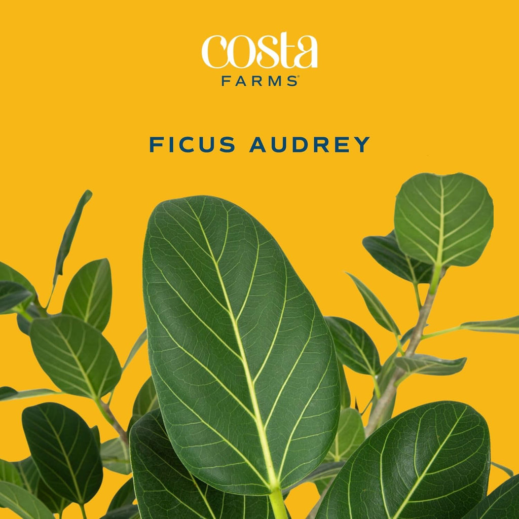 Costa Farms Ficus Audrey Tree Live Plants in Decorative Pot, Large Indoor Houseplant, Perfect for Home, Room, or Office Decor, Great House Warming or Birthday Gift, 3-4 Feet Tall, Pack of 2