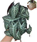 Reptile Plants,Terrarium Decor,Amphibian Habitat Decor,Artificial Plants for Gecko Chameleon Snake Tortoise Tank Accessories with Base(Xanthosoma sagittifolium)