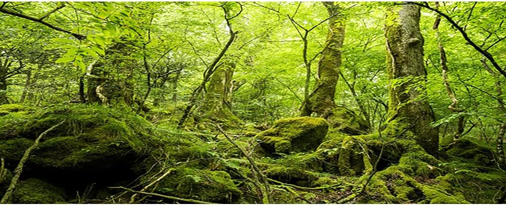 OERJU 30x12 inches Durable Polyester Deep Rainforest Terrarium Background Tropical Aquarium Background Green Huge Trees Peaceful Forest Moss Plants Reptile Habitat Photography Backdrop