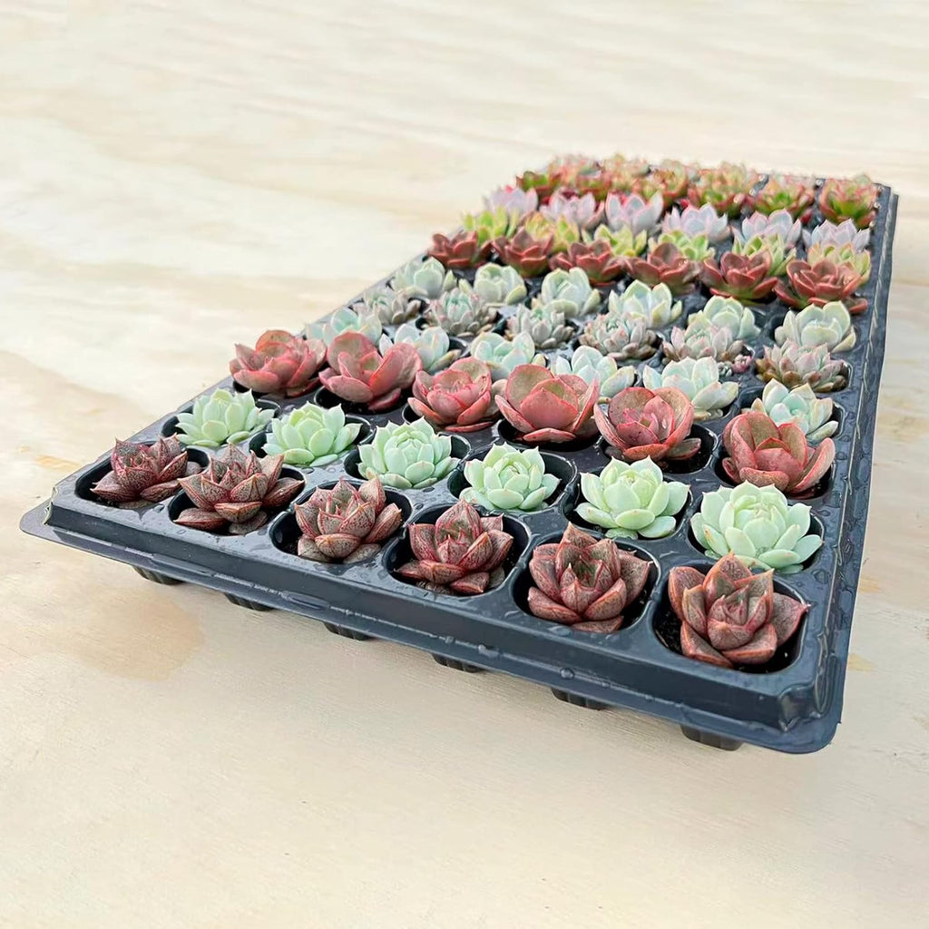 Sprout N Green 3 Assorted Succulents with Root, 3 Different Varieties Live Plants Collection, Without Plant Pot, Great for Gardener Beginner, DIY Projects, Wedding Party Favor, Easy to Care