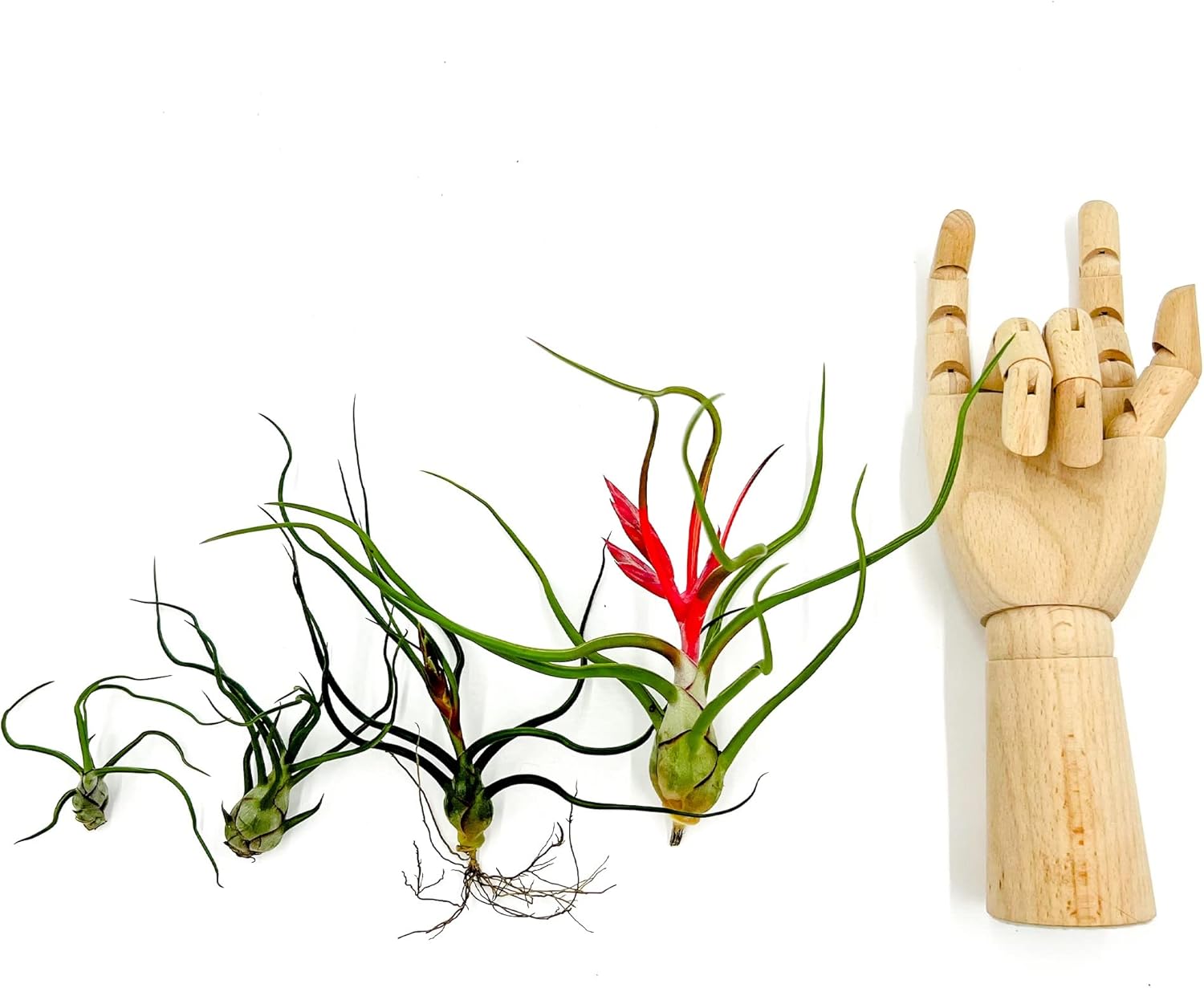 ragnaroc Air Plants - Flowering Tillandsia Bulbosa Belize, Giant 7-9" - 2ct - Live Arrival Guaranteed - House Plants for Home Decor & Gift