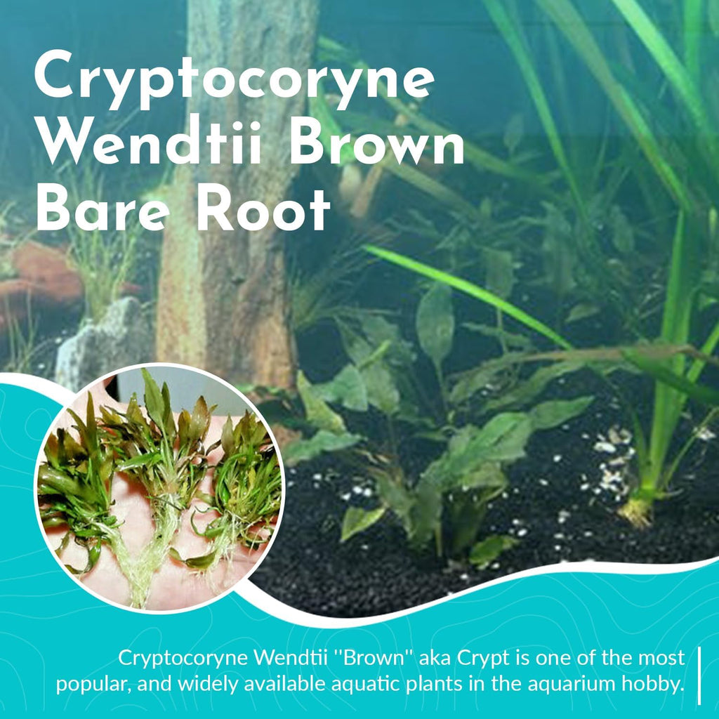 Cryptocoryne (Wendtii Brown) - Different Coloration - Aquascaping Plant - MidGround Positioning - All Natural & Organic Aquatic Plant - Long Lasting & Easy to Care - Small