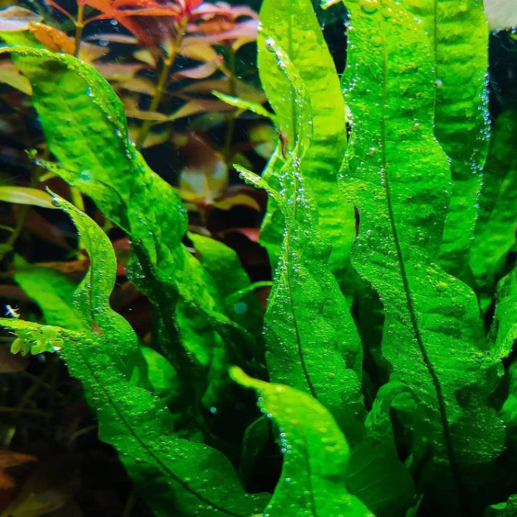 Microsorium Pteropus Java Fern Potted Live Aquarium Plant Tropical Freshwater Decorations BUY2GET1FREE
