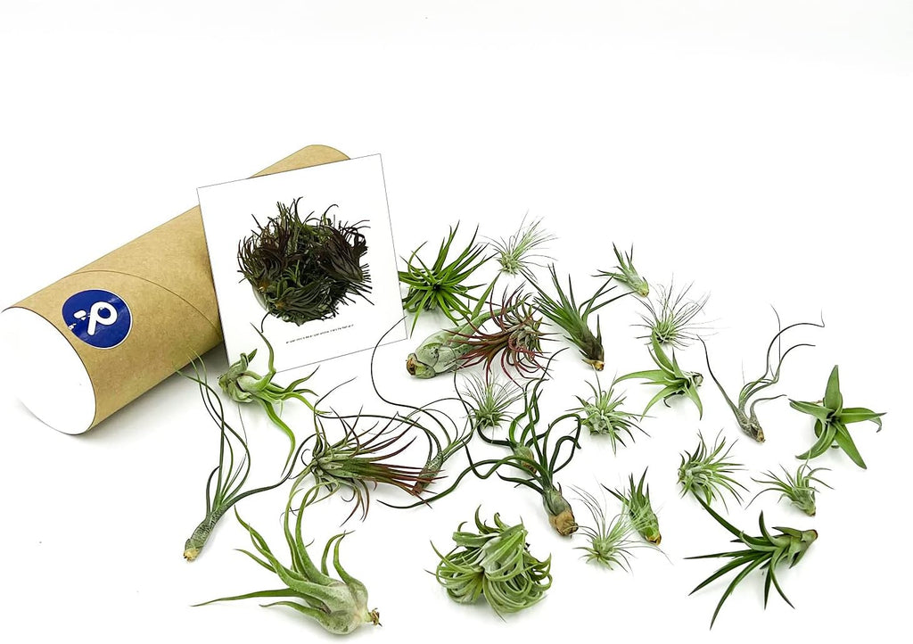 ragnaroc Air Plants Bulk - Tillandsia Variety Wholesale Pack, Regular 1-3" - 25ct - Live Arrival Guaranteed - House Plants for Home Decor & Gift