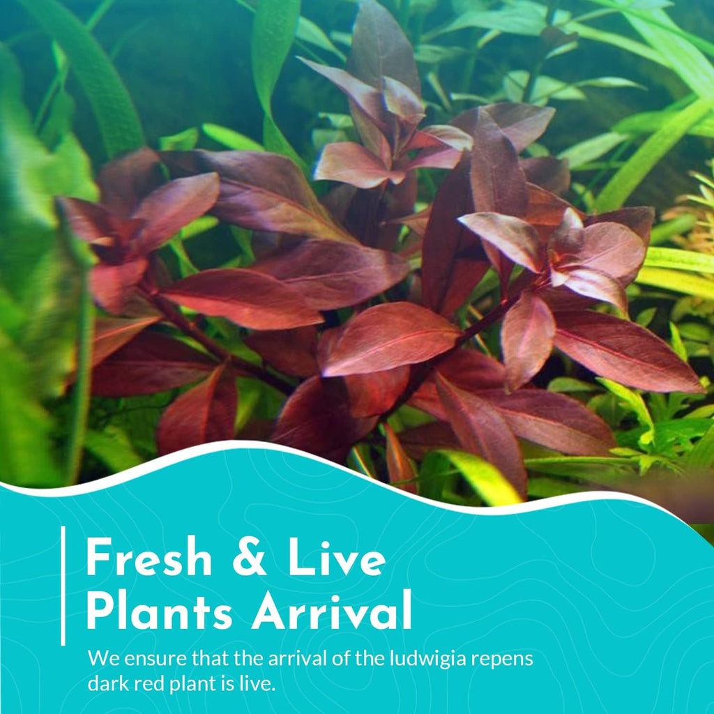 Live Aquarium Ludwigia Repens Plants - Great Background for Fish - Long Lasting & Easy to Maintain - Suitable for Summer & Winter - Natural Oxygenator - Bunch - Dark Red