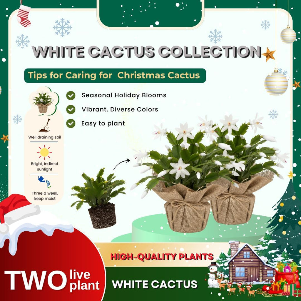 Set 2 Christmas Cactus Plants Live, Hanging Baskets Houseplants, Holiday Cactus Indoor Plants Live Well-Rooted 4-9" Tall, No Pot (White)