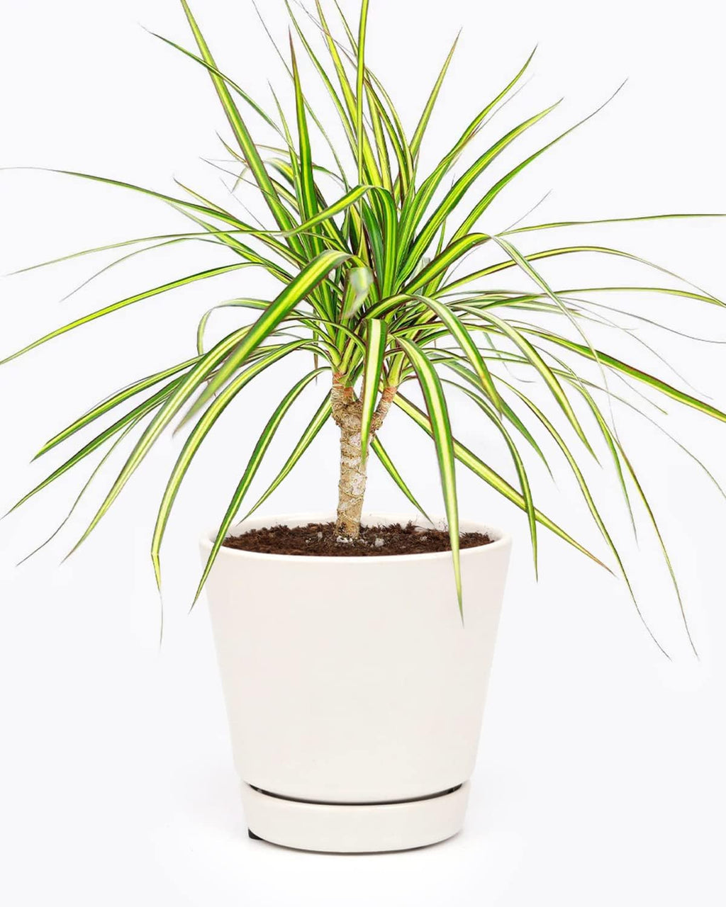 Small Size Dracaena Marginata Sunray Cane (4" Grower Pot) - Indoor, Air-Purifying, Easy to Grow Houseplant - Live Healthy Houseplant for Home Office Decoration