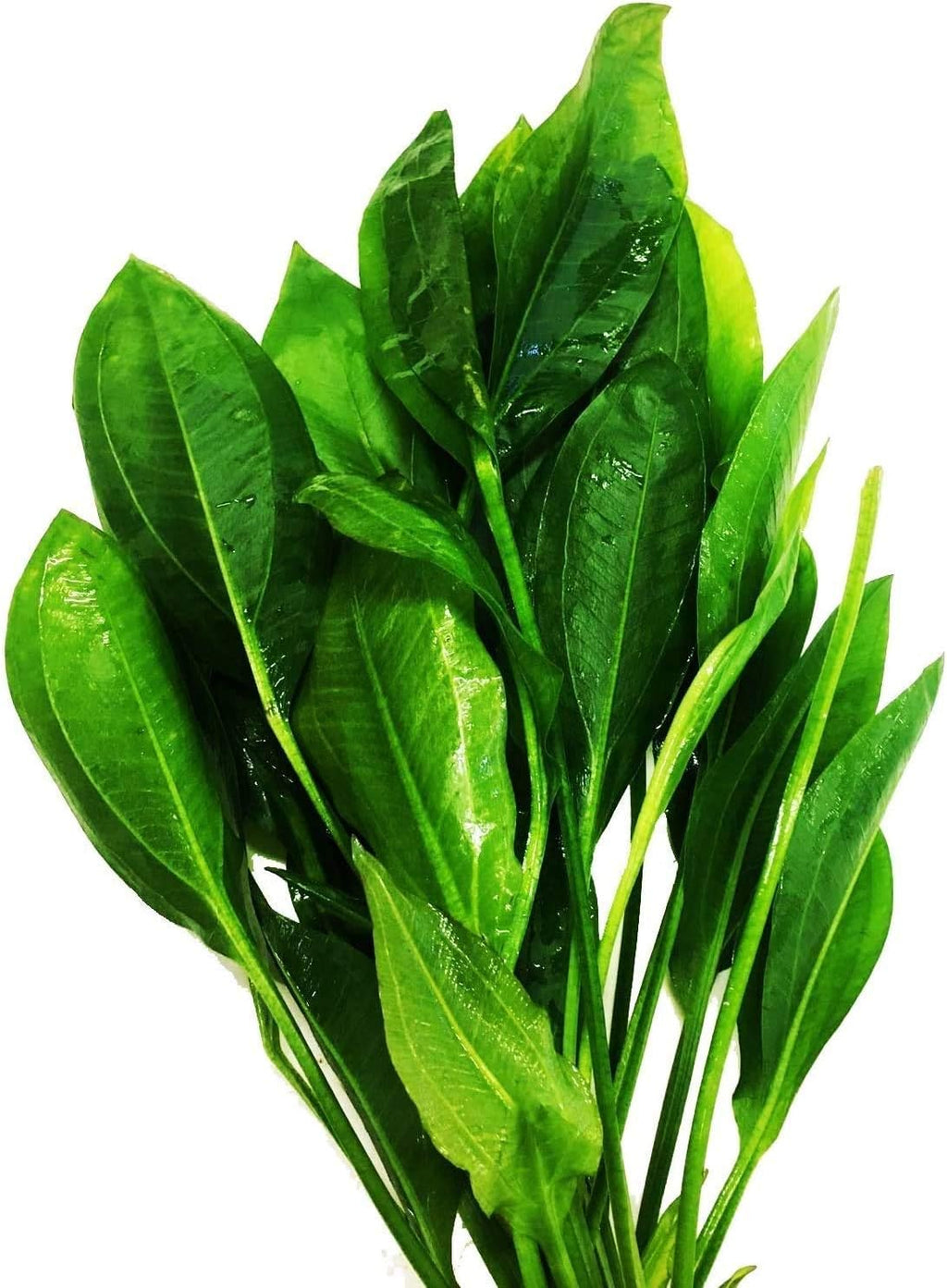 Greenpro 3-Bundles Amazon Sword | Echinodorus Bleheri Live Aquarium Plants Package Aquatic Freshwater Fish Tank Decorations