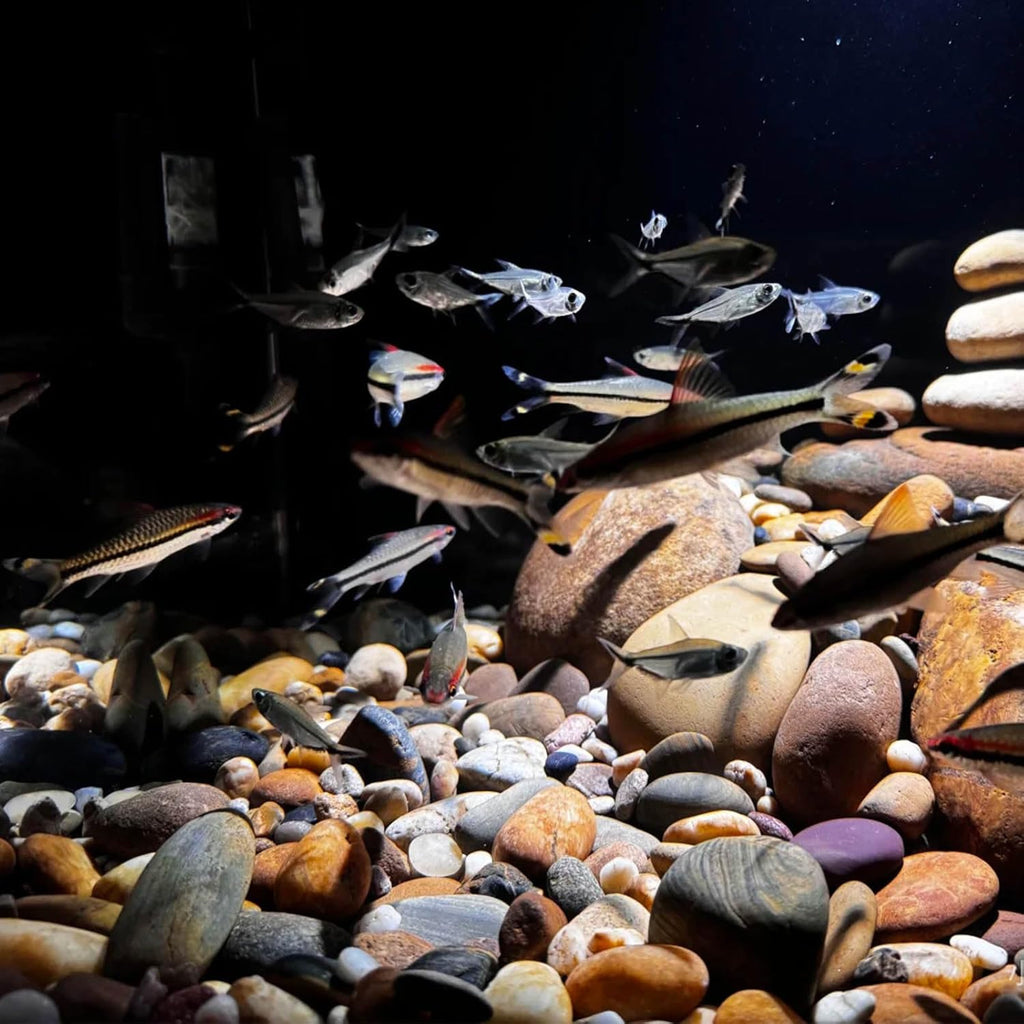40 lbs River Rocks for Landscaping, 1-2 Inch Decorative Stones Pebbles for Plants, Garden, Paving Crafting, Walkways and Outdoor Yards