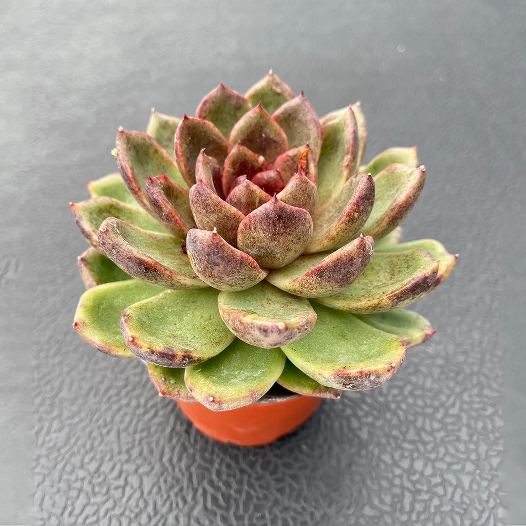 Live Succulent Plants (Echeveria 'Black-Crystals'), Easy Care Houseplant for Home and Office Decor, Great Gift for Housewarming, Birthday, Thanksgiving