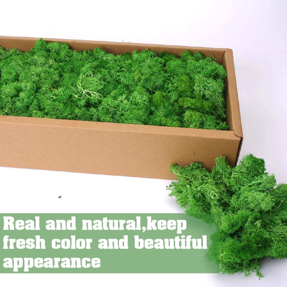Preserved Reindeer Craft Moss-17.6oz Natural Green DIY Kit Gardenning Art Wall Florist Moss Terrariums Gardenning Decor Landscape Garden Decor(Green 17.6 OZ)