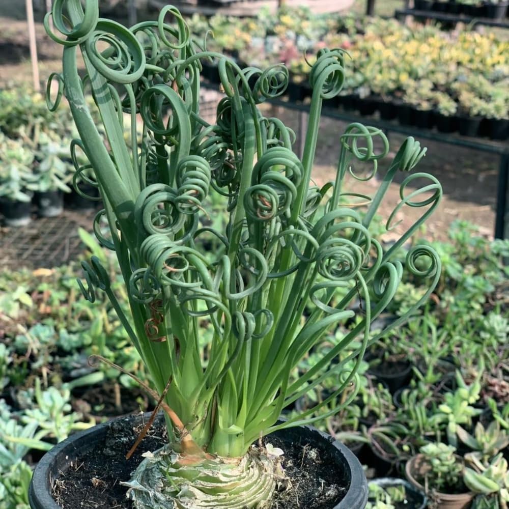 Albuca Spiralis Plant Live, Frizzle Sizzle Succulent Plants, Corkscrew Foliage Succulent in 4'' Pot, Easy-Care Indoor Outdoor Plant