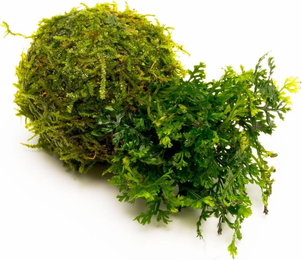 SubstrateSource Live Planted Decor - Mini Bolbitis on Clay Moss Ball - Deep Green Fern Leaves Freshwater Aquatic Plant, Low Light, Foreground to Midground Tank Placement for Aquascaping - 1 Pack